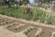 Productores de Huaco recuperaron agua para el riego agrícola, pero el servicio volverá a interrumpirse