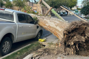 Un árbol cayó sobre una camioneta por las intensas ráfagas de viento y dejó importantes daños en Capital de San Juan