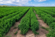 La producción de alfalfa para exportación busca crecer en San Juan y podría multiplicarse hasta seis veces en los próximos años