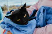 Más de 30 mascotas fueron esterilizadas en Bella Vista durante un nuevo operativo impulsado por la Municipalidad de Jáchal