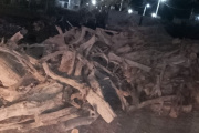 En Jáchal interceptaron un camión con 4.000 kilos de leña de algarrobo y detectaron que circulaba con la guía de transporte vencida