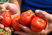 San Juan prepara ayuda económica para los pequeños productores ante la amenaza de El Niño, las lluvias y el granizo